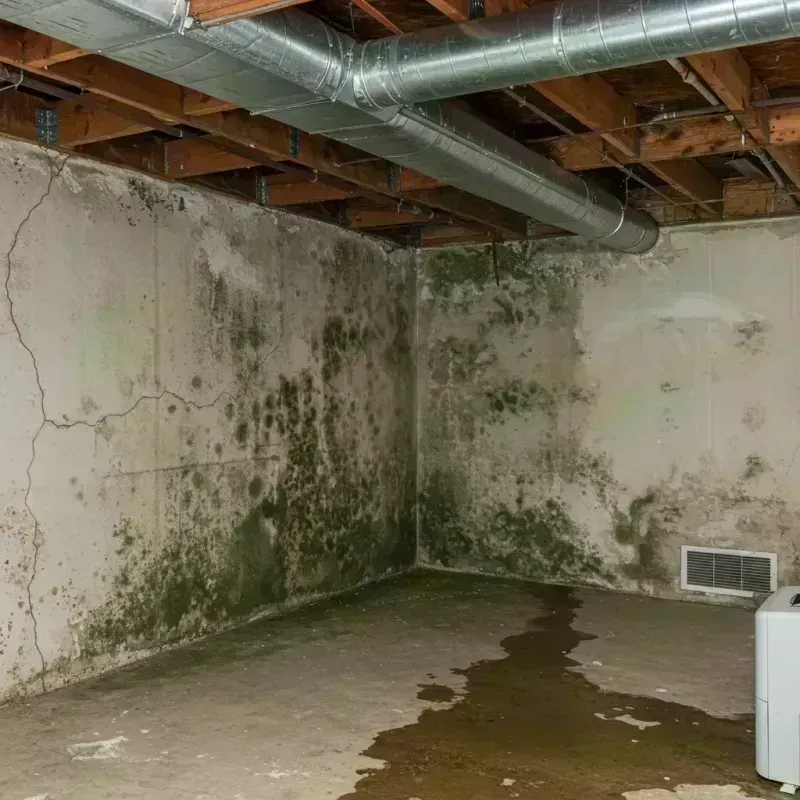 Professional Mold Removal in Olympia Fields, IL